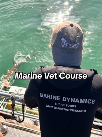 The Worldwide Vets 6-Day Marine Vet Course, combines expert-led sessions, practical fieldwork, and behind-the-scenes tours at renowned marine facilities 🐠🦈 Included amongst those renowned marine facilities is the Marine Dynamics. Here you will learn from their in-house marine biologists all about the research and conservation of sharks and other marine species they do. Shark populations worldwide face increasing threats, requiring further research to comprehend their behaviour and movement pat