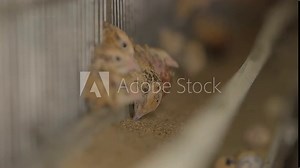 Feeding farm birds with barley grain fodder at the shed. Feeding farm birds at the poultry food production facility. Little Quail birds chicks feeding at the steel farm enclosures.