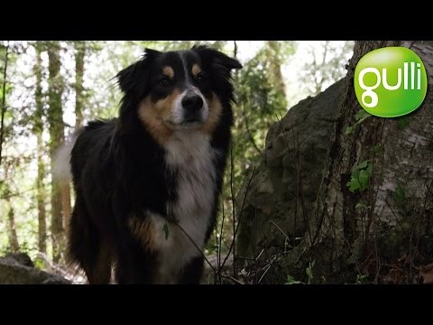 Ranger, un chien en or : retrouvez le film ce soir sur votre chaîne Gulli !