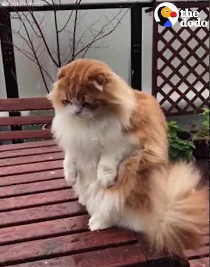 Cat Is Baffled By Snow