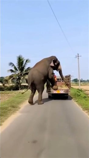 🚛🐘 Elephant Climbs on a Moving Truck! 😱 Unreal AI Generated Scene 🤖 | NS Planet 🌍 #AIshorts
