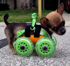 turbo.roo the two-legged chihuahua gets 3D-printed wheelchair
