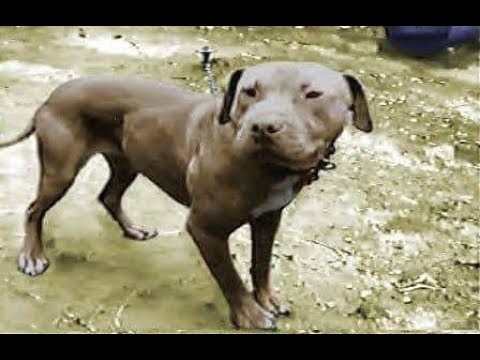 OLDSCHOOL Hollingsworth PITBULL DOGS