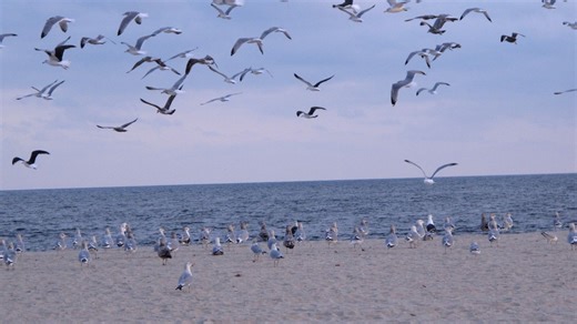 Franklin Ziegler sentenced for decapitating seagull after it attempted to take fries from daughter in North Wildwood, NJ