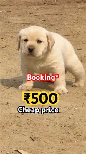 Cheapest price Labrador puppies in India all India free Delivery