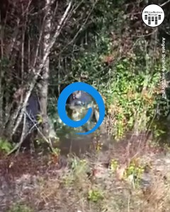 1.6M views · 257 reactions | I’ve never seen a python this long!缾 I hope you will enjoy this video and my composition To The Limit. I will release it next week in high sound quality on my soundtrack album "One Chance". If you wish to support my music, you can send me stars. My page was selected to receive this feature  Thank you very much ❤️ | Michael Andreas Häringer | Facebook