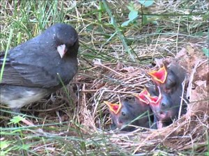 A Junco Nest Story