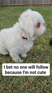 123K views · 12K reactions | Hi Cooper #dogoftheday | Life of Cooper | Facebook