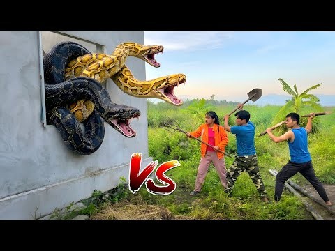 Brave Expert Rescues Young Man From 2 Giant Golden Pythons
