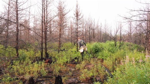 Wildfires causing Canada's forests to dry out, experts at conference say - The Weather Network