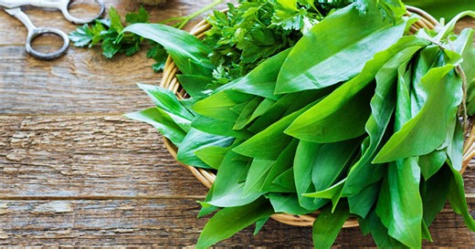 Comment conserver l'ail des ours ?