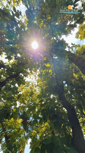 The breeze hums, the trees sway, and time stands still. 🌿 Greenview - where nature writes the story. 🍃 📞 880 1896-060188 #GreenViewGolfResort #NaturalSplendor #LuxuryResort | GreenView Golf Resort