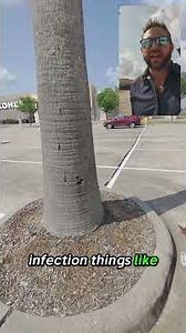 Why Palm Tree Trunk Damage Never Heals 🌴 (And What You MUST Do!)