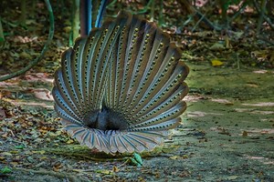 This Colorful Bird Executes an Immaculate Display of Courtship