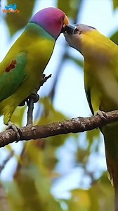 17K views · 925 reactions | Together in the Wild ️❤️ The Most Beautiful Bird Pairs You’ll See Today! #birds #wildlifephotography #naturetweeters | Nature-Tweeters | Facebook