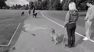 12K views · 137 reactions | Puppy handling with Bear the Dogue de Bordeaux at 12 weeks old. Giving Bear time to make assessments and move freely allows him to make good choices and control his own space. | Glasgow Dog Trainer and Behaviour Consultant | Facebook