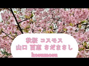 【秋桜】さだまさし 山口百恵/🌸春花一蘭💐/コスモス/歌ってみた カラオケ 懐メロ カバー/kosumosu