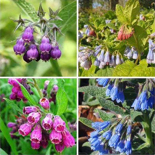 80  Comfrey Seeds Symphytum Officinale, Perennial Herb Seeds, Medicinal Garden Plant - Etsy