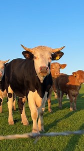 These cows are really feeling the music 🤣🎶 | Furry Tails