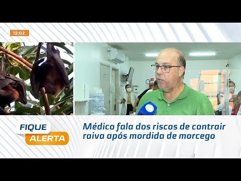 Médico fala dos riscos de contrair raiva após mordida de morcego