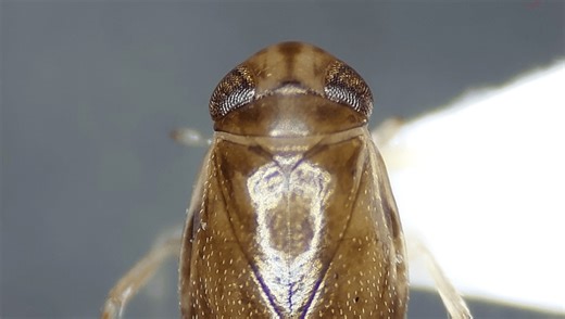 The Loudest Animal Relative To Body Size Reaches 99.2 Decibels… With Its Penis