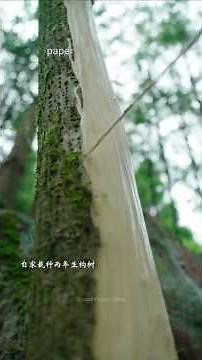 How traditional Chinese paper is made #facts#craft#traditional#ancient