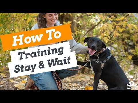 How To Train Your Dog | Training to Stay vs. Wait