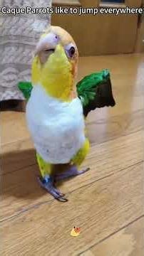 Warning Parrot Core: These Parrots Are Too Funny 😂 #shorts #funnyvideo #viral
