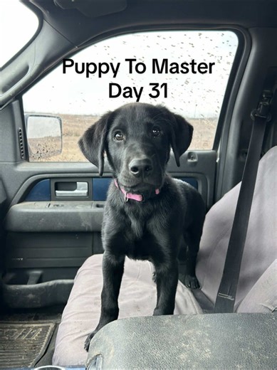 Building Confidence: Puppy Running to a White Pole