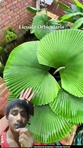 Nature ka perfect circle, fan palm ki compass jaisi khoobsurti 😯🌿#shortsvideo