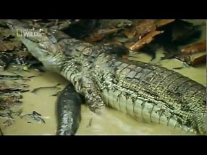 Electric fish kills crocodile