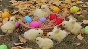 6pcs Realistic Fake Easter Chicks Decor,Chirping Baby Chicks,Fake Chicken Figurine Easter Photo Props Photography,Easter Decorations for The Home