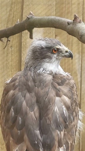 NORTHERN GOSHAWK