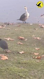 Misty morning | Quest to Peace