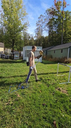 Flight Training Day with Circe! 🦅✨ Circe, our resident ambassador Red-tailed Hawk, has started her outdoor flight training! Make sure to watch to the end to see her impressive long flight. This isn't just exercise; it's vital training! To practice these distances safely, we clip Circe to a 30-foot lead, letting her fly from her perch all the way to the glove. This allows her to build stamina and help her to be a more confident one-eyed flyer, while still being secured. Training Circe to do thes