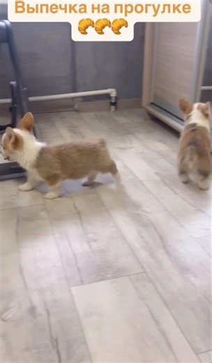 Corgi puppies are available for sale, we are 2 months old 😍 #corgipembroke #corgi #dog #corgi #su...