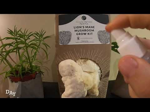 How to use a mushroom grow kit: What to expect and tips for ensuring success