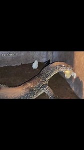 American Lizard Eating Many White Chick | Insect Forest