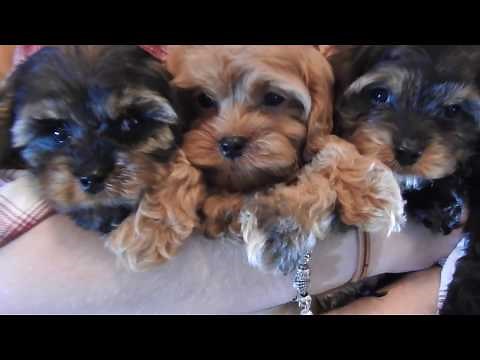 Cavapoo Puppies!
