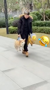 These hilarious dogs have one mission: not to move an inch. From dramatic floor flops to stubborn sitting protests, these lazy pups completely refuse to go for a walk, and the reactions are priceless. Perfect proof that even dogs sometimes choose couch life over cardio.#FunnyDogs #LazyDogs #DogHumor #PetComedylazy dogs, dogs refusing to walk, funny dog video, stubborn dogs, dogs being lazy, dog refuses walk, hilarious dogs, funny pets, dog comedy, lazy puppy, dogs lying down, pet humor video, fu