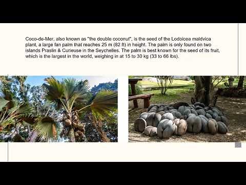 Double coconut: The largest seed in the world .