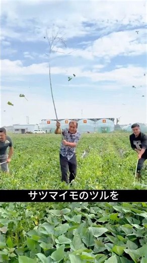 なぜ農家は / サツマイモのツルを / 枝でたたくのか？🍠