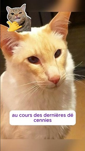 Santé et maladies du chat balinais 03 #chat #cat #animaux #kitten #animals #cute