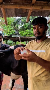 86K views · 1.5K reactions | Vaccinate your farm against foot and mouth disease#agriculture #animals #artificial #insemination #farming #foryourpage #trending | প্রাণী সেবক | Facebook