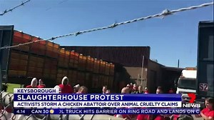 Protesters have stormed a Keysborough slaughterhouse in response to allegations of chicken cruelty at the site. Download the 7 News app: http://yhoo.it/2a8SxYV #7News | 7NEWS Melbourne