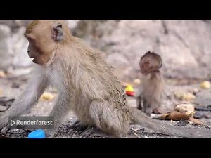 Monkey vlogging 🐒