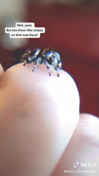 I promise they aren't bees. #petspider #cute #fyp #beesarefriends