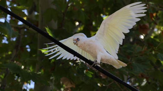 Twist in probe over Springvale mass bird poisoning