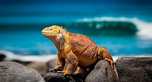The Galapagos Islands belong to which country?