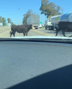 🐄🐄 👀👀HOLY COW👀👀 🐄🐄 🐄🐄Why did the cow cross the road⁉️ A very amoooosing scene played out today in San Joaquin County….. there were cows gone wild….. Apparently Old MacDonald lost a few cows on his way to his farm and traffic was udderly messed up! NB SR-99 in Lodi near Kettleman Ln is being severely impacted right now. If at all possible, avoid the area. If you do find yourself passing through the area, please remember that cows don’t like to be photographed, just keep traffic moooovin